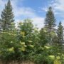 Planting California Natives by California Natives March 2025